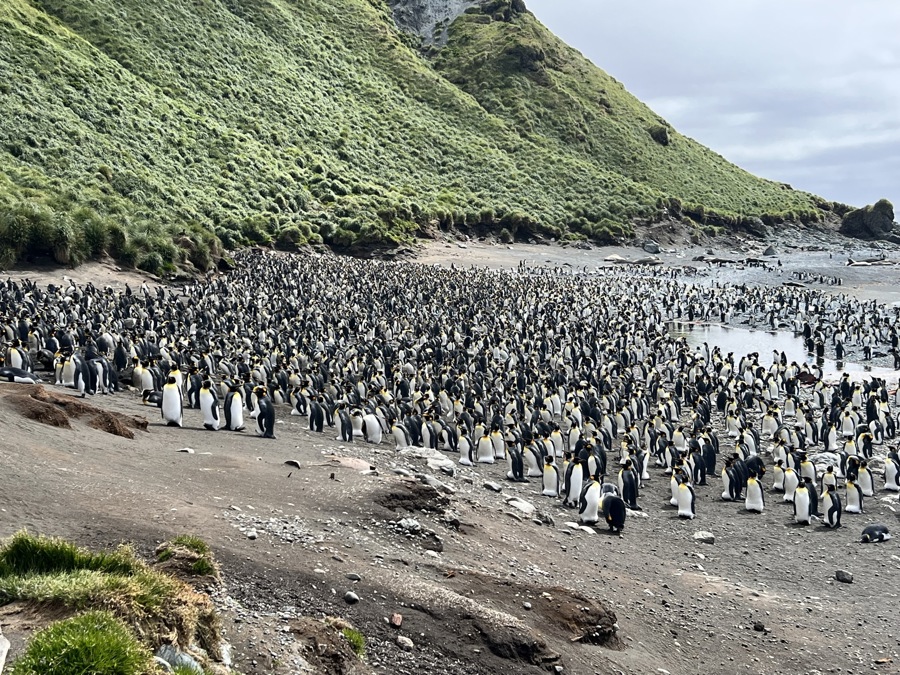 Journey to the Edge of the World: Our Sub-Antarctic Islands Expedition with Ponant