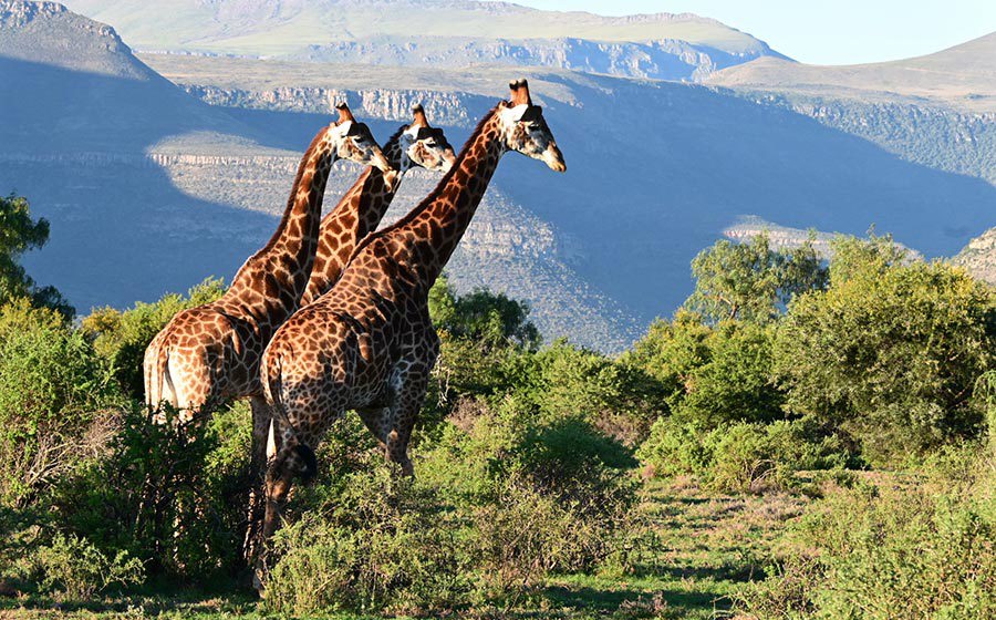 Africa Adventure - March 2026