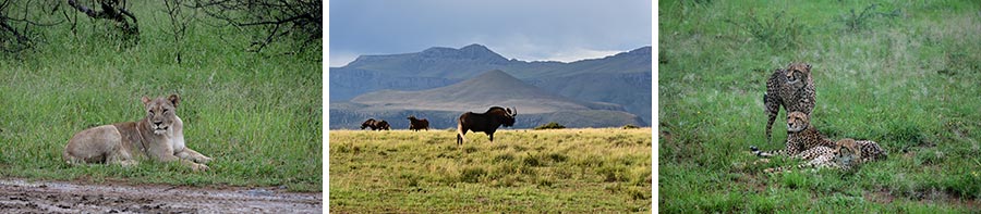 african wildlife safari