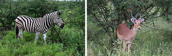 african wildlife
