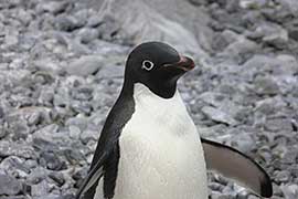 Cruise Holiday to Antarctica