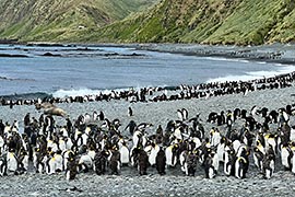 Cruise Holiday to Sub Antarctic Islands