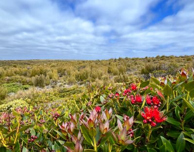 Auckland Islands