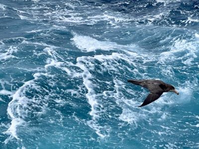 Southern Ocean